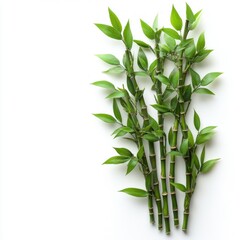 Naklejka premium Vibrant Green Bamboo Shoots on White Background