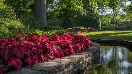 A natural outdoor setting with Caladium plants growing along the edge of a small pond.