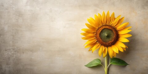 A vibrant single sunflower blossom with its stem and leaves rests on a textured neutral background, creating a serene and simple image perfect for various design projects.