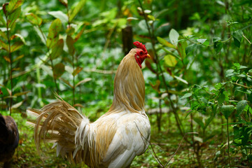 a white rooster on a green natural background