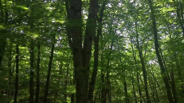 4K video mirror auto forest. Slow movement by car through the summer sunny forest. Side window view and long-range view mirror. The concept of unity with nature. travel, rural areas. Sun green trees