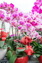 Orchids in vibrant shades of pink with decorative red and gold ribbons in pots. Perfect for floristry projects, holiday decorations, gardening promotions, or event invitations.