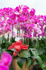 Orchids in vibrant shades of pink with decorative red and gold ribbons in pots. Perfect for floristry projects, holiday decorations, gardening promotions, or event invitations.