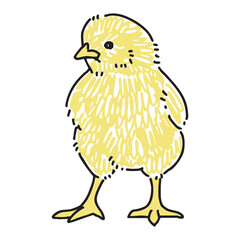 ヒヨコの手描きイラスト