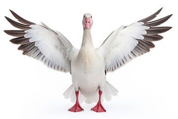 Obraz premium Snow goose animal white bird.