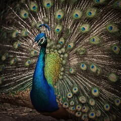 Fototapeta premium Photograph a peacock showcasing its vibrant tail feathers.