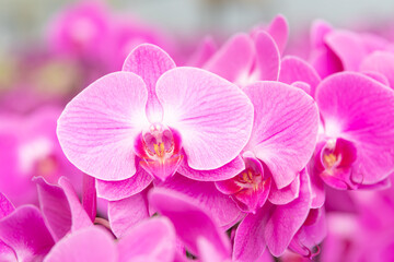 Fototapeta premium Vibrant pink Phalaenopsis orchids in full bloom, ideal for floral shop advertisements, gardening blogs, event invitations, or home decor inspiration projects.