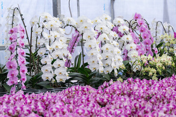Rows of pink and white Phalaenopsis orchids in pots at an orchid farm, ideal for gardening business, greenhouse promotions, horticulture articles, or plant nursery catalogs. © Anna Zaro