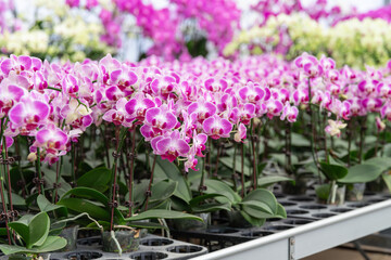 Rows of pink and white Phalaenopsis orchids in pots at an orchid farm, ideal for gardening business, greenhouse promotions, horticulture articles, or plant nursery catalogs. © Anna Zaro