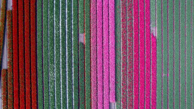 Aerial view of bright colorful Tulips and other flower fields growing in the pattern in the Netherlands.