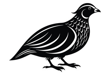 Quail white background A.eps