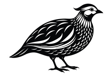 Quail white background J.eps