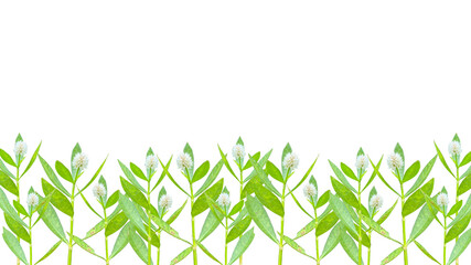 Alternanthera philoxeroides or alligator weed and alligator-weed.  isolated on transparent background, bottom background