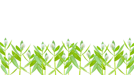 Alternanthera philoxeroides or alligator weed and alligator-weed.  isolated on transparent background, bottom background