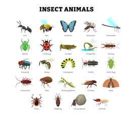 Set of different types of insect animal collection for education poster, vector illustration with ant, butterfly, bee, dragonfly, fly, mosquito, damselfly, beetle, cricket, earwig, cockroach,tick.