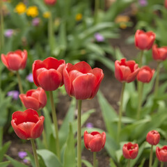 Red tulips 