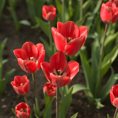 red and white tulips