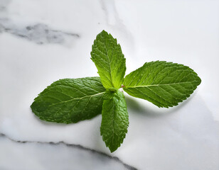 A single mint leaf on a white marble surface