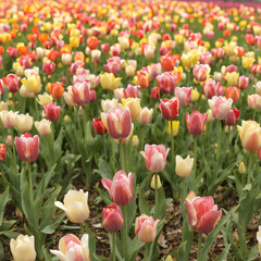 red tulips in the garden