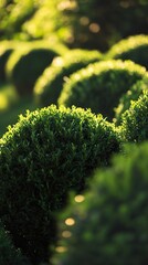 Lush Green Garden: Serene Nature Photography