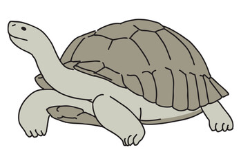 リクガメのイラスト