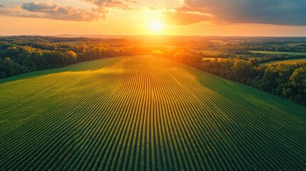 Vast Green Fields Under a Vibrant Sunset with Rolling Hills and Lush Forests, Showcasing the Beauty of Agriculture and Nature's Serenity