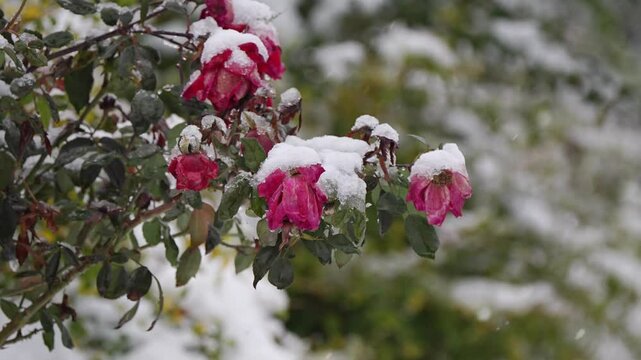 RBeautiful oses in the sudden snow in south area