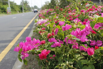 The group of Bougainvillea's flowers are blooming in the garden at the morning