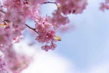 満開に咲く早咲きの河津桜