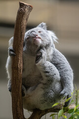 後ろ足で掻く可愛いコアラ