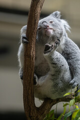 後ろ足で掻く可愛いコアラ