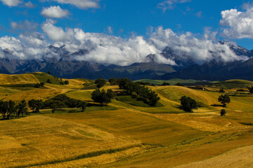 Obraz premium Beautiful autumn fields in Xinjiang in China.