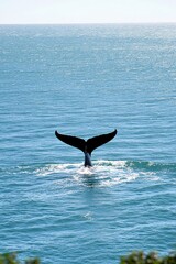 Fototapeta premium Majestic Whale Tail Ocean Dive Peaceful Blue Water Scene