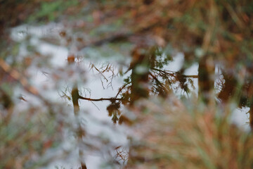 Reflection of trees in a forest puddle. Calm reflection, introspective mood, top-down view, vibrant forest floor, nature scenery, abstract concept emphasizing natural patterns and tranquility.