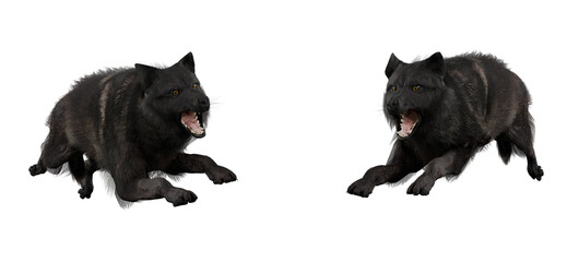 Black Wolf isolated on white