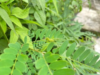 Fototapeta premium green caterpillar on a leaf