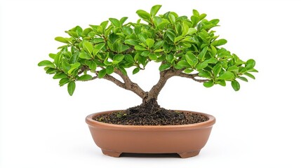 Obraz premium A photostock of green bonsai trees with carefully shaped branches, isolated on a clean white background, artistic and serene, High Quality