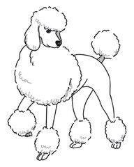 スタンダードプードルの手描きイラスト