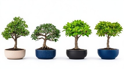 A photostock of small bonsai trees with carefully trimmed branches, isolated on a clean white background, elegant and artistic, High Quality