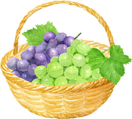 かごに入ったぶどうの水彩イラスト　ベクター