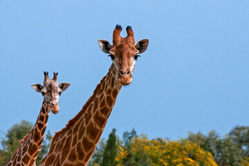 Couple de girafes © PPJ