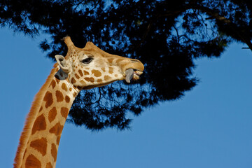 Langue de girafe