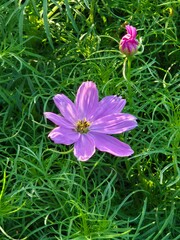 Pink Cosmos Flower (Herbaceous Perennial plants)