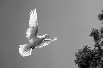 white dove flying