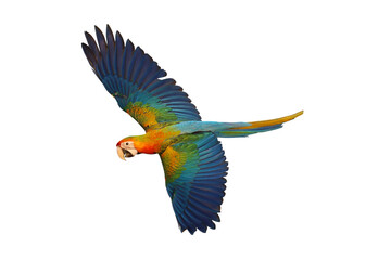 Colorful flying Camelot Macaw parrot isolated on transparent background png file