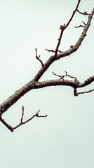 Abstract Branch Photography: Nature's Minimalist Art