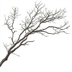 Fototapeta premium Stark Winter Tree Branch Silhouette on White Background