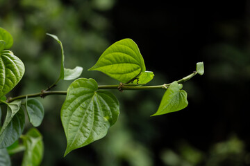 Green betel leaves in the plantation, herbal plants and food ingredients in Thai culture.