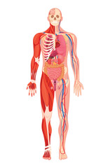 Detailed human anatomy illustration showcasing muscular, skeletal, and circulatory systems in a full-body view