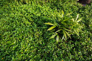 Field Of Grass And Blooming Grass Flower Blackground